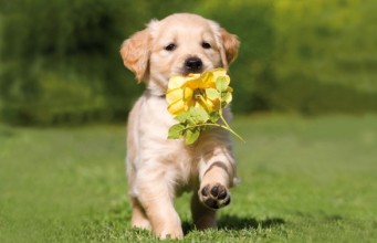 cute puppy running spring dog