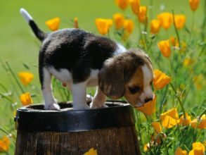 Spring cute dog grass flower