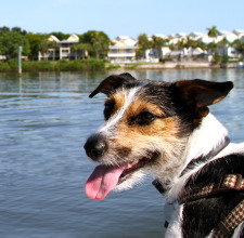 You dog will love a nice boat ride!