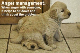 dog sit cute anger management