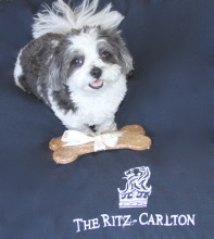 Dogs are Very Important Pets at the Ritz Cartlon!