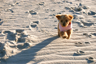 beach-beautiful-cute-cutie-dog-Favim.com-142600