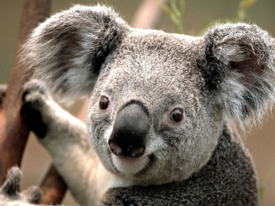 cute-koala-australia-australia+1152_12903127861-tpfil02aw-25930