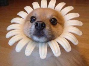 dog-daisy flower