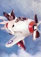dog-flying-plane