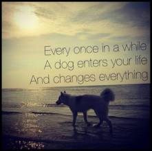 great dog quote sunset