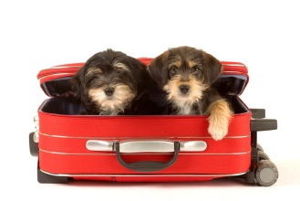 dogs in suitcase