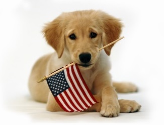 dog flag 4th of july golden
