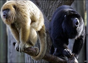 guatemala monkeys