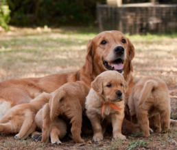 mother-dog-and-puppies-thinkstock-93087626-335sm090412