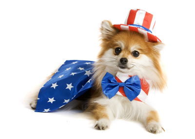 Uncle Sam Pup 4th of July presidents day