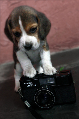 beagle dog camera photo
