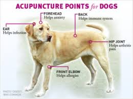 acupuncture dog