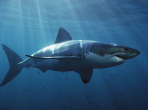 Great white shark