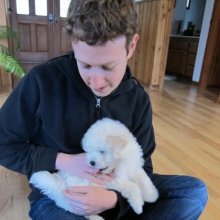 Mark Zuckerberg gets new dog Beast