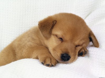 cute dog sleeping puppy