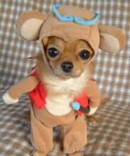 funny-dog-costume