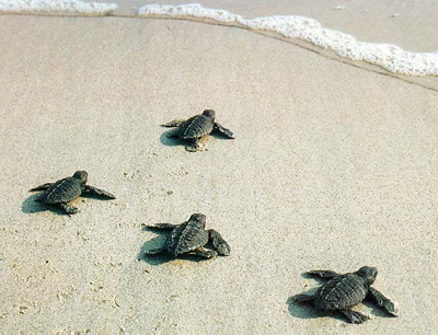 Hatched baby turtles running toward the water! 