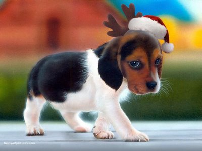 Christmas-Puppy-Wearing-Santa-Hat-and-Reindeer-Antlers