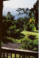 A room with a Jungle view - Pico Bonito Lodge