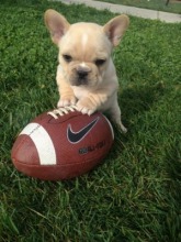 cute-french-bulldog-pup-football