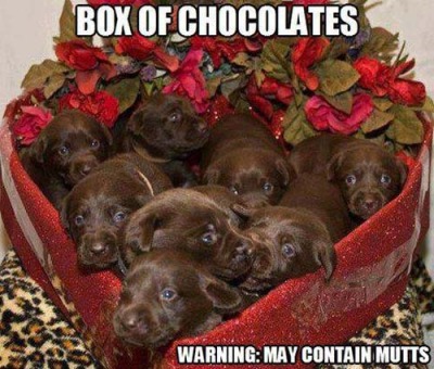 box-of-chocolate-dogs