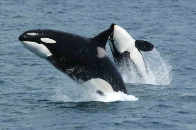 Orcas in their natural habitiat