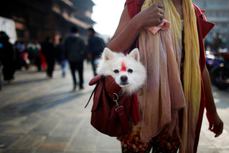 A woman carries her dog, in Nepal, after his decoration for the Dog Day ritual.
