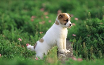 puppy at the park