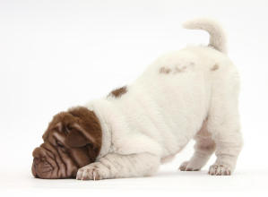 shar-pei-puppy-bowing-mark-taylor