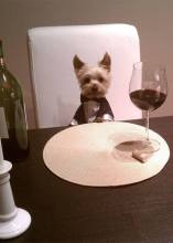 yorkshire-puppy-fancy-dinner-wine