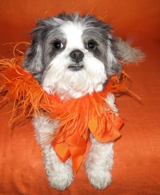 Baby Hope Goes Orange! The Official Color Of The ASPCA!