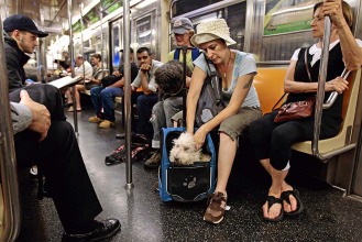 Dogs enjoying the subway in New York!