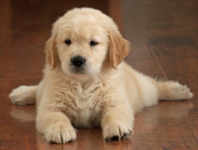 Precious Golden Retriever Pup