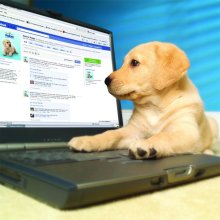 Dog with Facebook