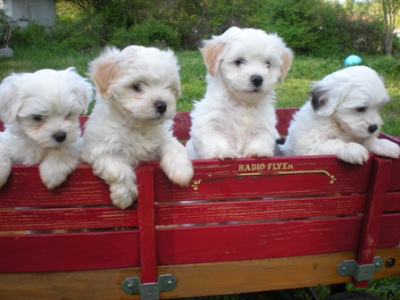 puppies-in-a-wagon