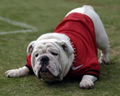 Uga getting ready for a game.