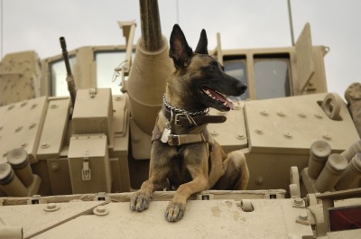 U.S. Air Force Military Working Dog,  Jackson 
