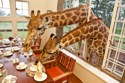 but-sometimes-the-giraffes-just-like-to-feed-themselves-1