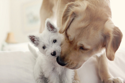 cute-dog-dogs-fashion-photography-puppies-Favim.com-63226