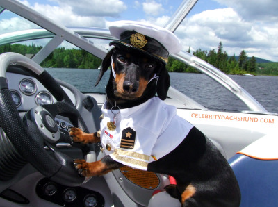 Crusoe The Celebrity Dachshund Will Never Steer You Wrong!