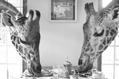 giraffes-eat-a-natural-plant-based-diet-such-as-lucern-grass-salt-blocks-and-carrots