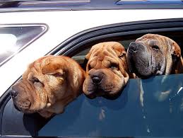 puppies in car