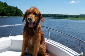 Boating dog