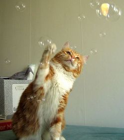 Like bubbles...