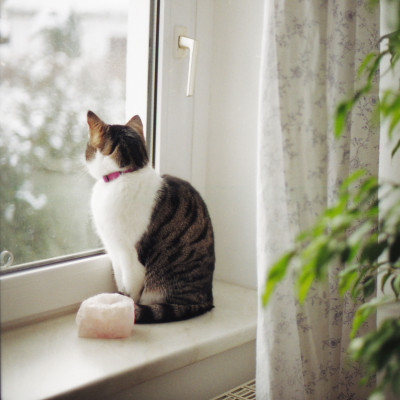 Cat-By-The-Window