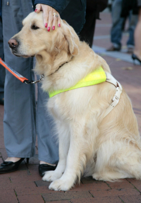 Guide-Dog-2