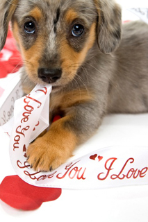 Valentines-day-pet-tips