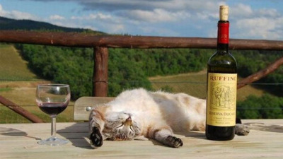 cat-wine
