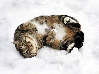cats_and_snow_5